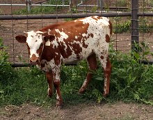 Calf 126 heifer